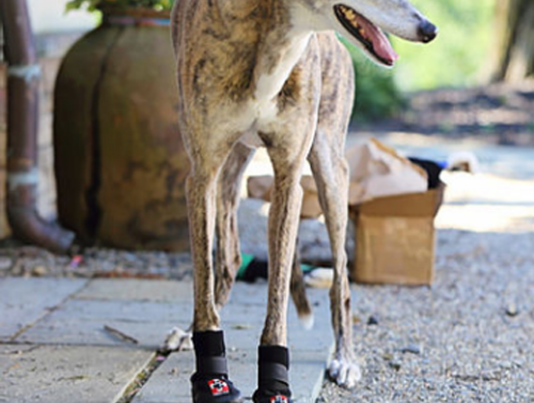 Customer Spotlight: Thera-Paw